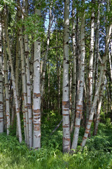 Wood River in Jackson Kimball State Park Oregon