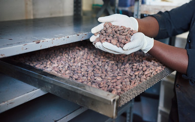 Worker inspecting cocoa beans from a factory tray