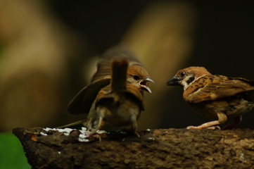 Naklejka na ściany i meble Philippine Maya Bird or Eurasian Tree Sparrow or Passer montanus perching on a tree branch mouth feeding other bird
