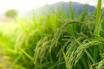 Close up Japanese rice field, Paddy field