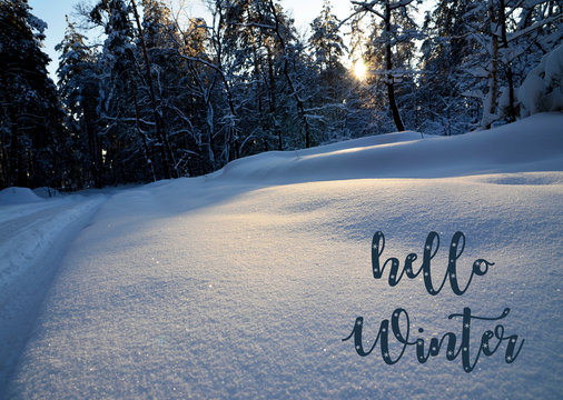 Hello Winter.Winter forest covered with snow at sunset.Snowy trees in winter forest.
Wintertime concept.Winter landscape.