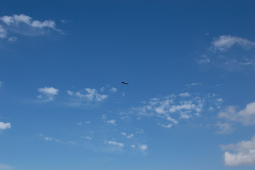 a bird flies in the sky