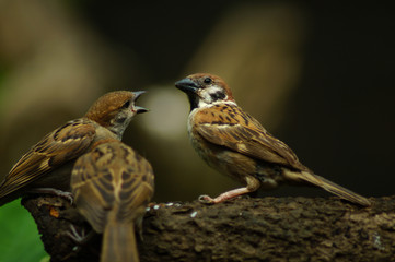 Philippine Maya Bird or Eurasian Tree Sparrow or Passer montanus perching on a tree branch mouth...
