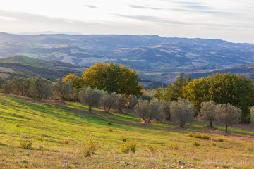 Fototapeta na wymiar Magnificent Tuscany landscape with olive trees on hills in sunlight, Italy