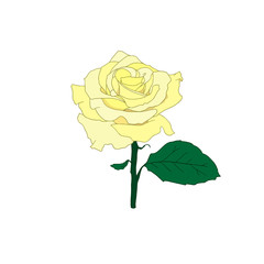 Yellow Rose. Hand drawn flower of rose isolated on white background. Symbol of love, decoration element for wedding, Valentine's day, print, icon. Sketch style, vector illustration. 