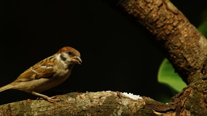 Philippine Maya Bird or Eurasian Tree Sparrow or Passer montanus perching on a tree branch to feed