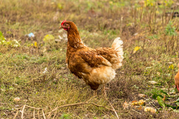 Several hens of different colors. Dual-purpose, eggs and meat.Domestic birds walks on the lawn of the farm.