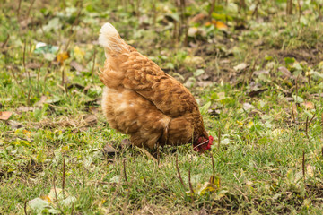Several hens of different colors. Dual-purpose, eggs and meat.Domestic birds walks on the lawn of the farm.