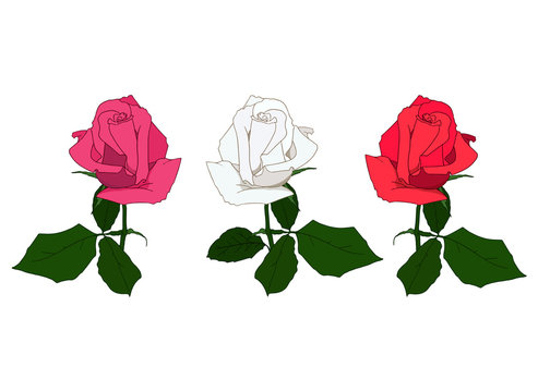 Pink, white and red rose flower with green leaves isolated on white background. Realistic illustration, hand drawing of roses. Symbol of love, decoration element for wedding, Valentine's day, print.