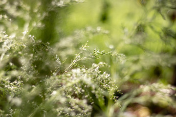 Small white grass flower and blur foreground and blur background