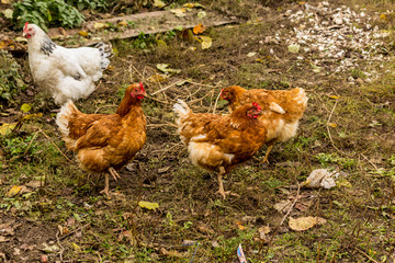 Several hens of different colors. Dual-purpose, eggs and meat.Domestic birds walks on the lawn of the farm.