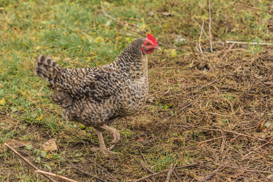 The Dominique,also known as Dominicker or Pilgrim Fowl,is a breed of chicken.Dual-purpose,eggs and meat.Domestic bird walk on the lawn of the farm.