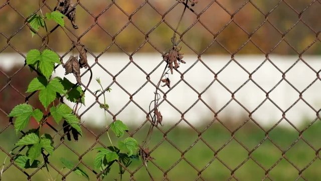 Common hop entwined in old rusty fence made of steel wire mesh