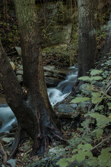 Arboles y rocas con musgo