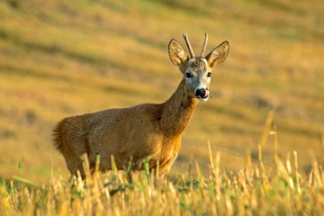 Close-up of young roe deer in the field. Roe deer (Capreolus capreolus), male. Early autumn in the Eastern Lithuania.