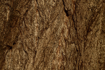 Cropped shot of brown tree bark. Abstract concept. Background Texture