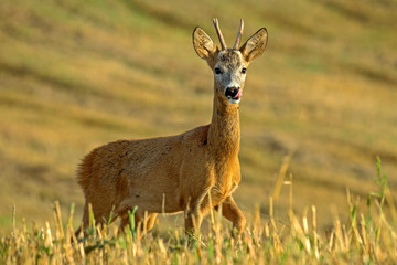 Close-up of young roe deer in the field. Roe deer (Capreolus capreolus), male. Early autumn in the Eastern Lithuania.