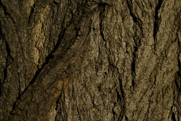 Cropped shot of brown tree bark. Abstract concept. Background Texture