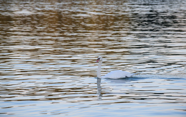 Beautiful white swan