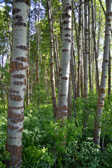 Wood River in Jackson Kimball State Park Oregon