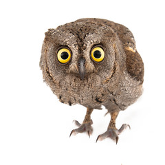 Owls - European scops owl (Otus scops) isolated on white background