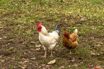 White rooster and brown chicken.Dual-purpose, eggs and meat.Domestic birds walks on the lawn of the farm.