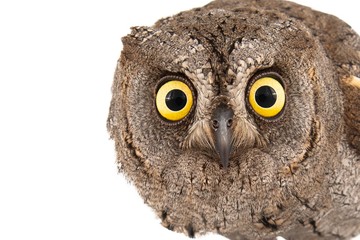 Owls - European scops owl (Otus scops) isolated on white background. Close-up portrait