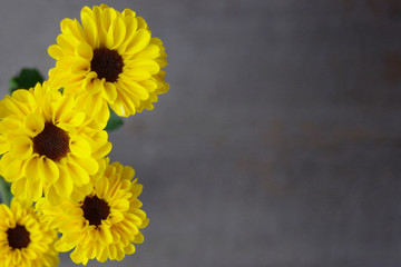 Yellow daisy mums on brown background with copy space 