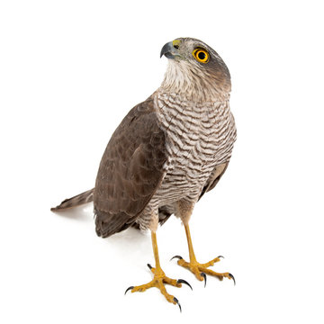 Eurasian Sparrowhawk (Accipiter nisus) female. Isolated on white