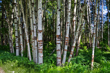 Wood River in Jackson Kimball State Park Oregon