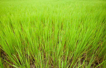 rice field