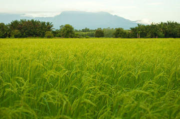 Obraz premium rice field