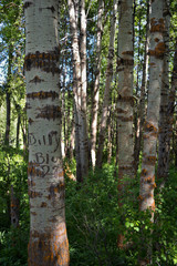 Wood River in Jackson Kimball State Park Oregon