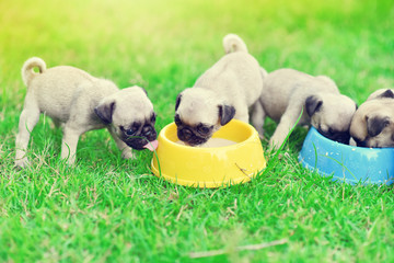 Cute puppies Pug scramble to eat goat milk in dog bowl

