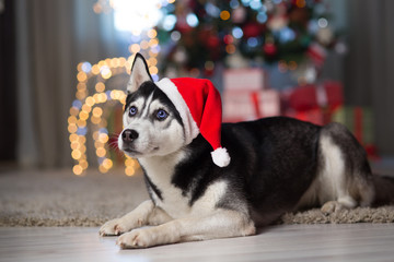 dog under the christmas tree at home © Evgenia Tiplyashina