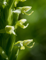 Northern Green Bog Orchid