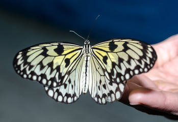 Fototapeta na wymiar silvery-yellow big butterfly sits spread its wings on a human open palm on a blue background