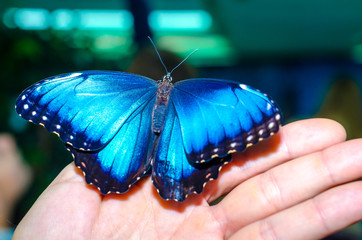 bright blue big butterfly sits spread its wings on a human open 