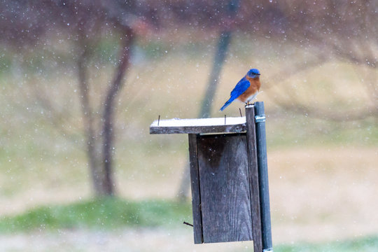 Bluebird on birdhouse in the snow