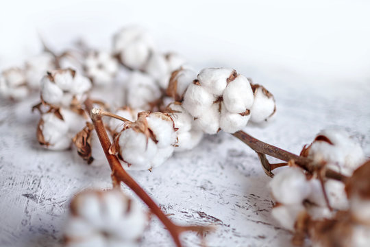 Branches of white fluffy cotton flowers. Dry plants with open buds