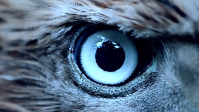 Eagle eye close-up, macro, eye of young Goshawk (Accipiter gentilis) toned