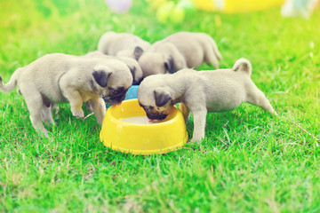 Cute puppies Pug scramble to eat goat milk in dog bowl

