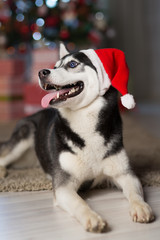 dog under the christmas tree at home