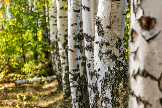 Birch trees  in  the autumn forest