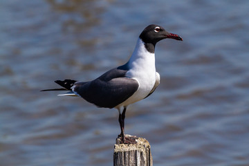 Laughing Gull on post