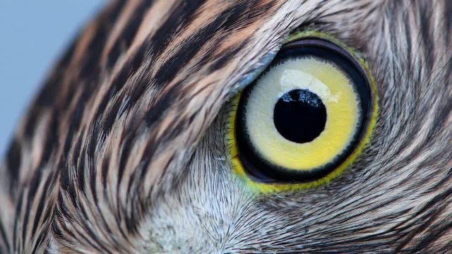 Eagle eye close-up, macro, eye of young Goshawk (Accipiter gentilis)