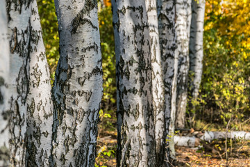 Birch trees in the autumn forest