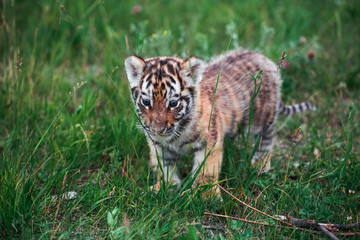Tiger cub playing in the grass