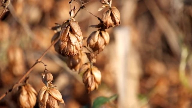 Golden dry hop cones trembling in the wind (Humulus lupulus)