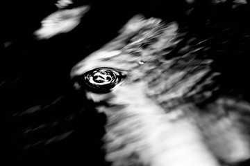 Bubbles on the water - heavy grain and noise  - monochrome